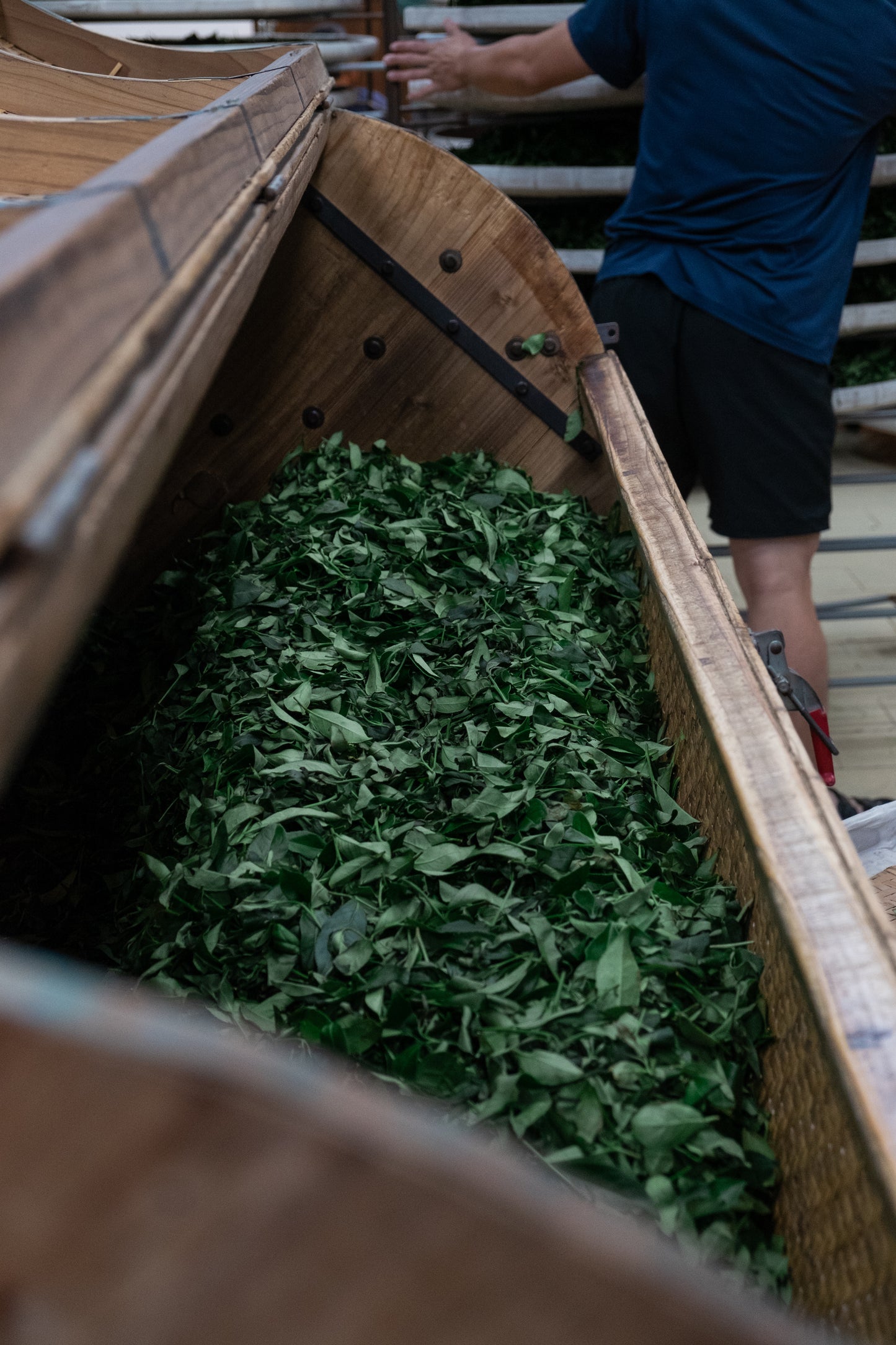 2023 端午 午時正陽茶(阿里山高山烏龍) / Alishan High Mountain Tea