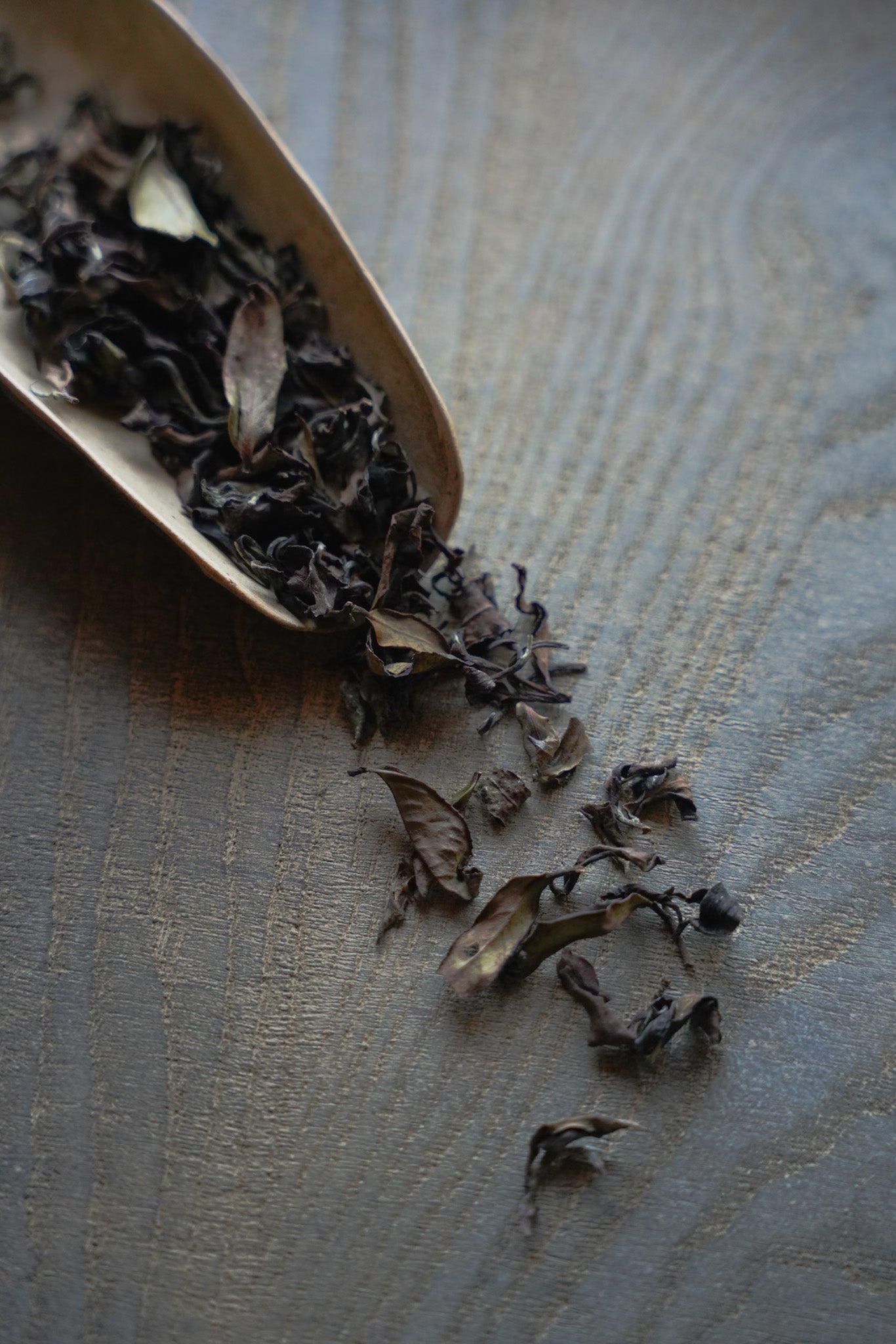 2025 春 蜜香白茶 / Honey White Tea